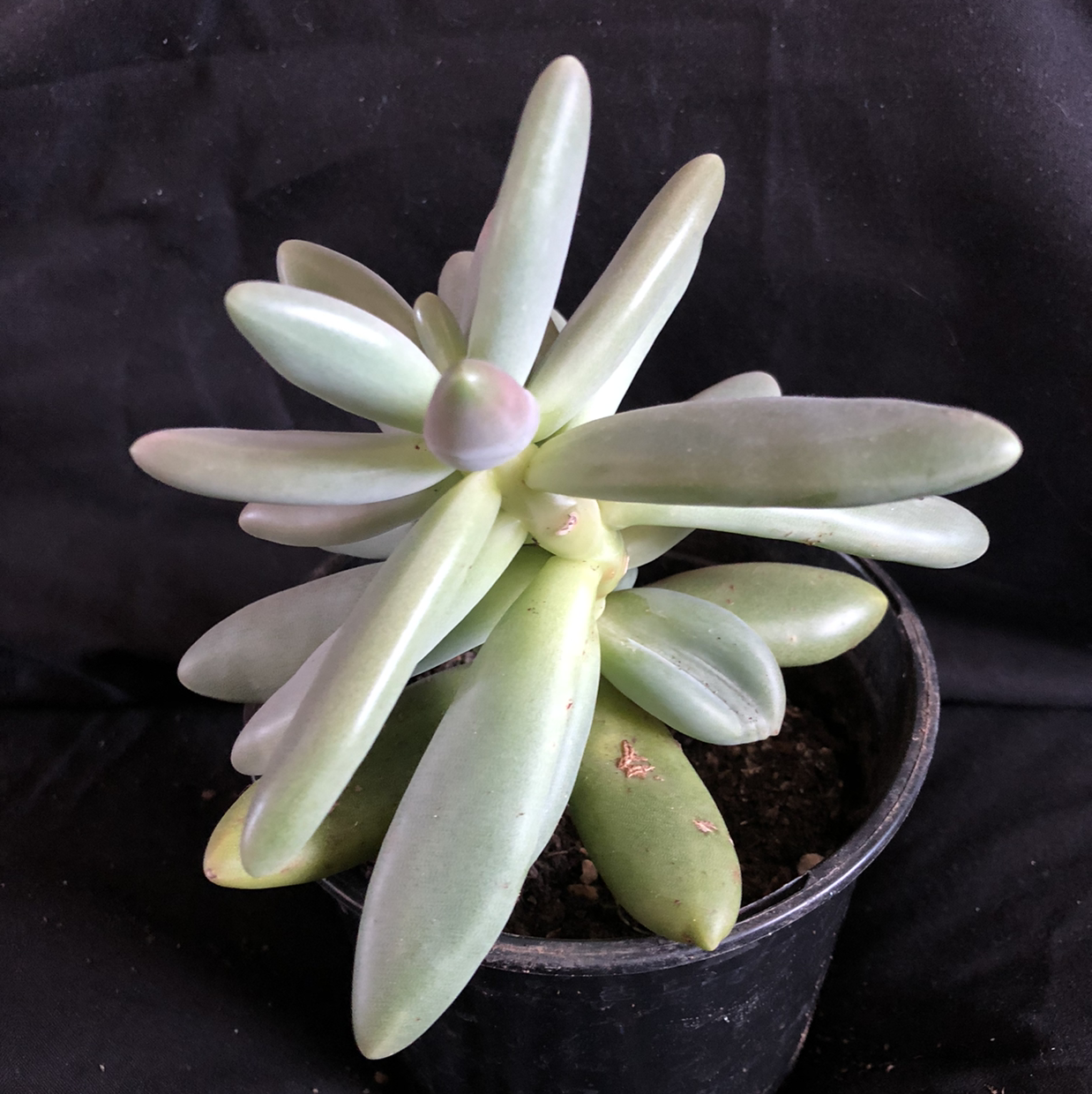 Pachyphytum fittkaui plant photo by @Alisnol named Bruno Chloropars on Greg, the plant care app.