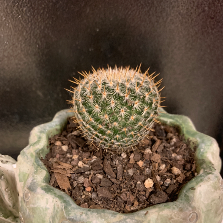 A healthy Mammillaria muehlenpfordtii cactus in a pot with visible soil.