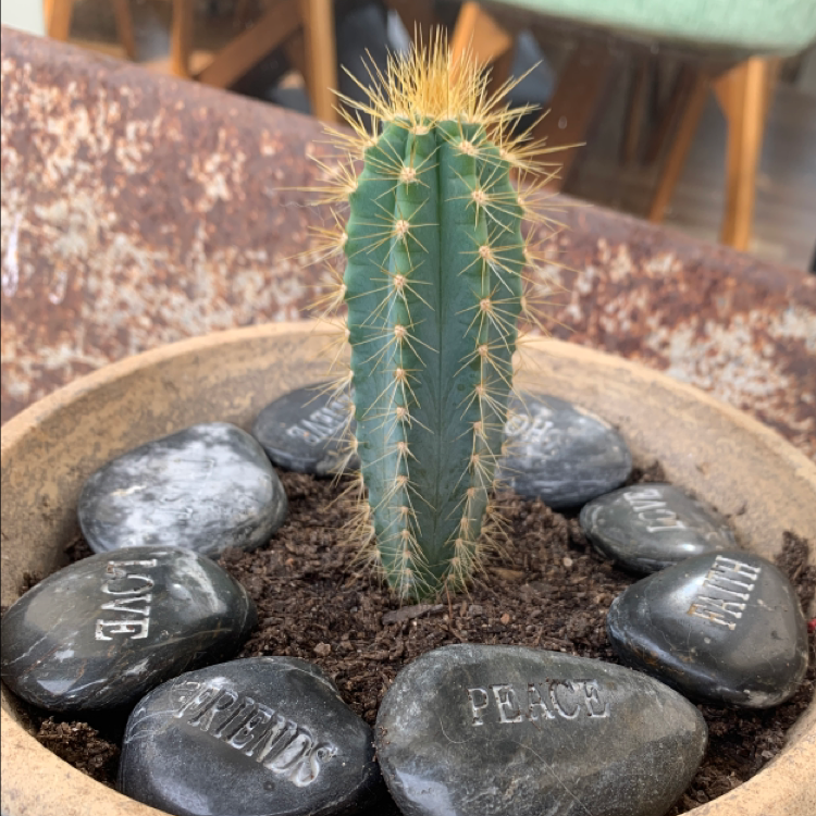 Blue Columnar Cactus plant photo by Andrew named Leonardo on Greg, the plant care app.