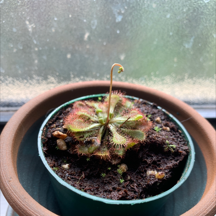Spoon-Leaved Sundew plant in a small pot with visible soil, well-framed and in focus.
