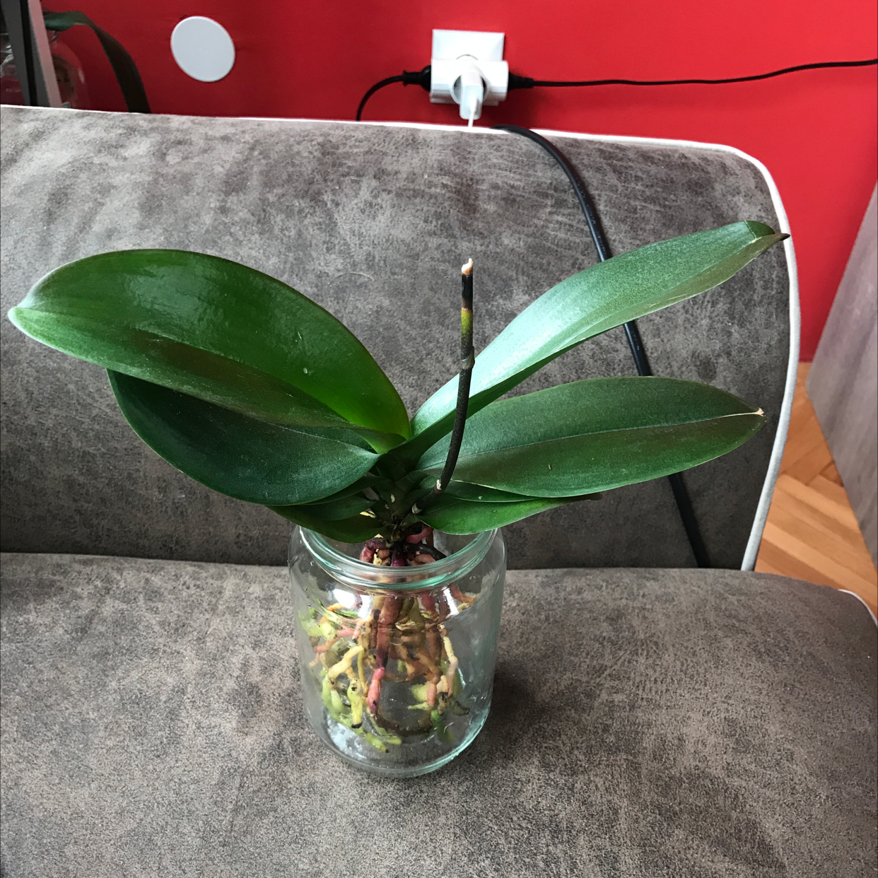 Mini Phalaenopsis Orchid in a glass jar with healthy green leaves.