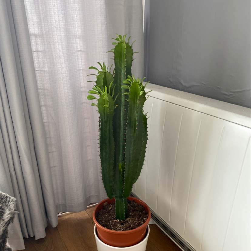 Photo of the plant species African Milk Tree by @Kaileyb24 named Prick on Greg, the plant care app