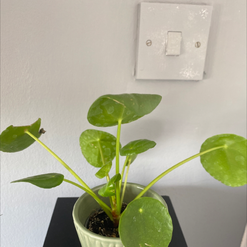Photo of the plant species Chenille Plant by @Kaileyb24 named Sal on Greg, the plant care app