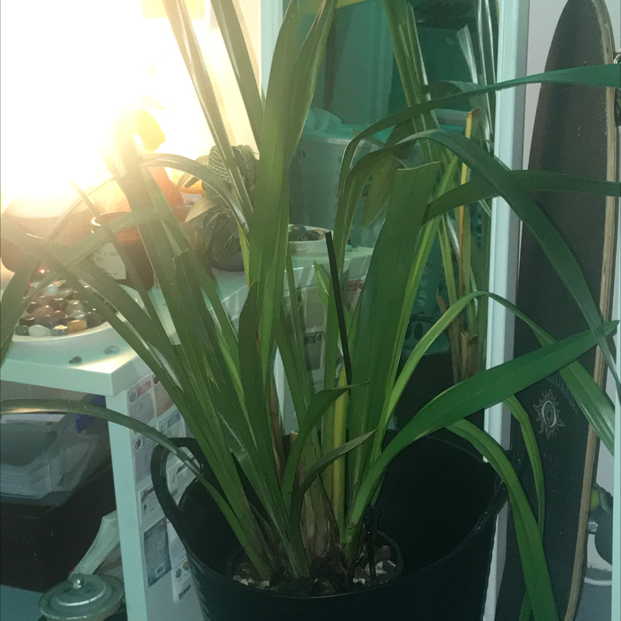 Photo of the plant species Doo Wop 'Dark Cherry' by @lianaheadberry named lexi on Greg, the plant care app