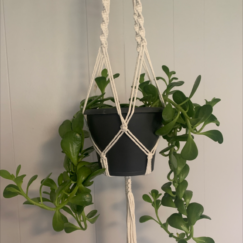 Trailing Jade plant in a hanging pot with vibrant green leaves.