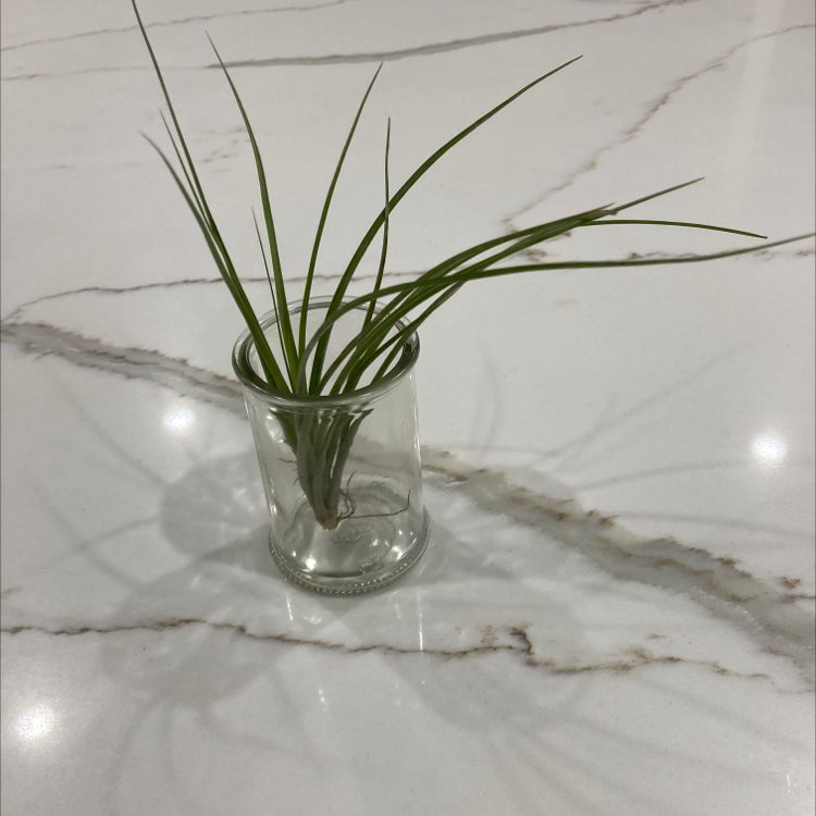 Photo of the plant species Shirley Temple Air Plant by @LincolnGodwin named Apollo on Greg, the plant care app