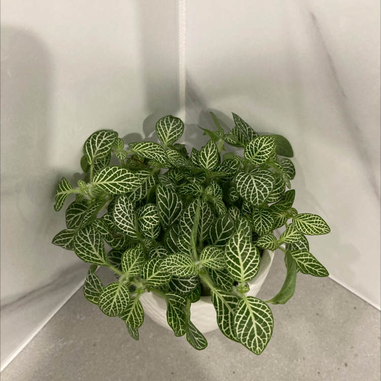 Nerve Plant plant photo by @LincolnGodwin named Forrest on Greg, the plant care app.