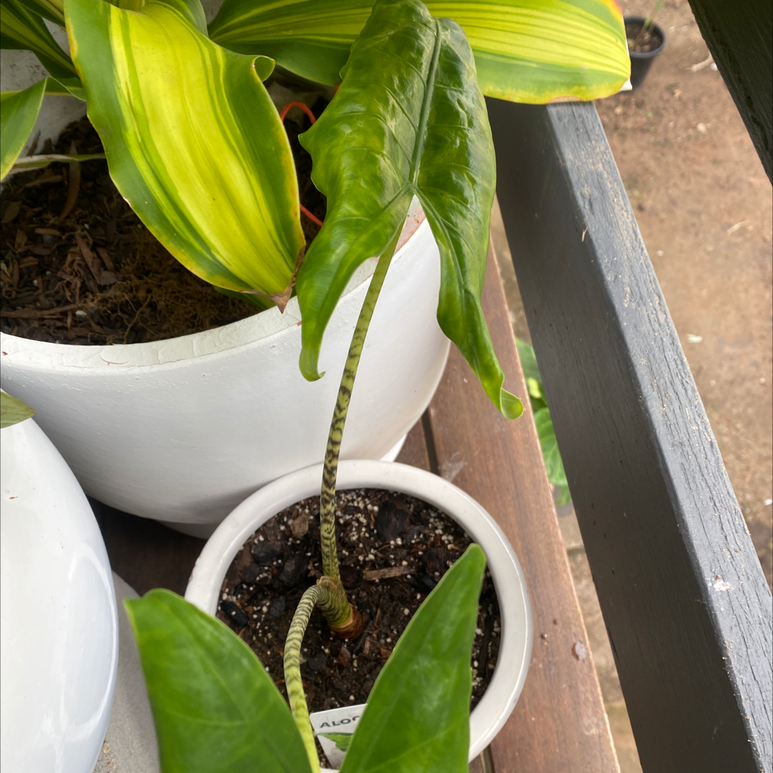 Potted Zebra Elephant Ear plant with green leaves and visible soil.