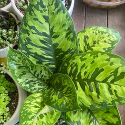Homalomena 'Camouflage' plant