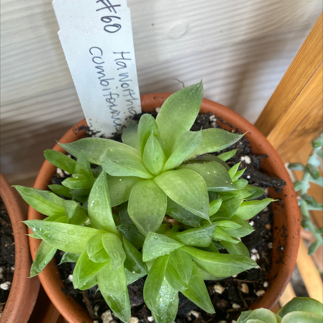 Potted Cathedral Window Haworthia with green, fleshy leaves and a label.