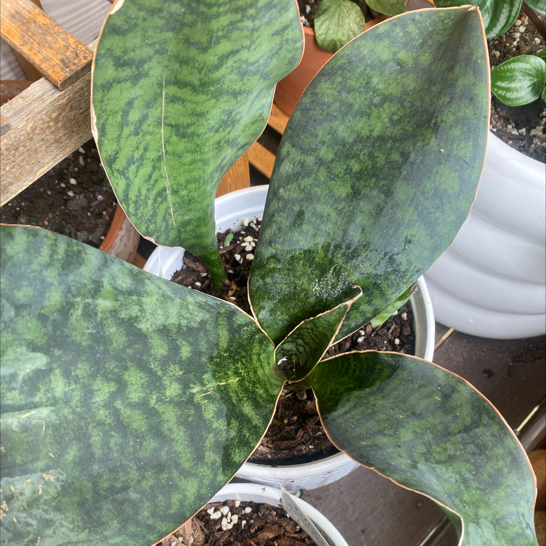 Whale Fin Snake Plant with three large leaves, some browning on edges, soil visible.