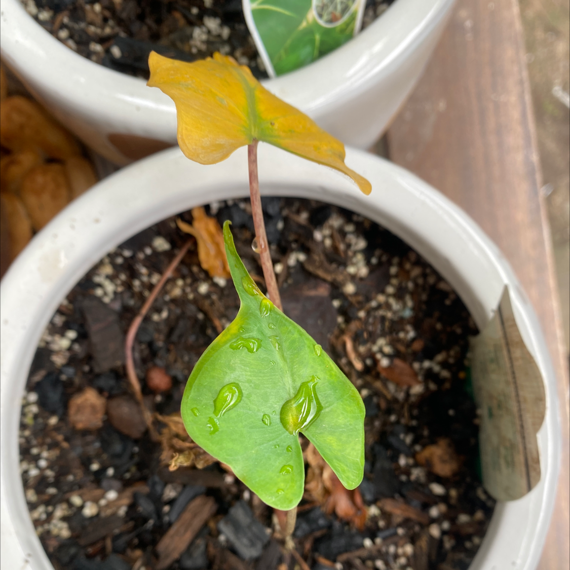 Stingray Elephant Ear plant with green and yellowing leaves in a pot.
