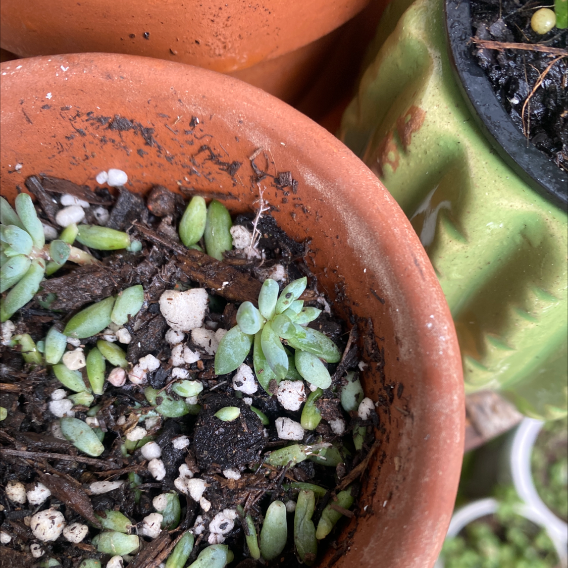 Goldmoss Stonecrop in a terracotta pot with visible soil and healthy green leaves.