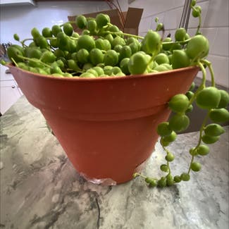 String of Pearls plant in Nashville, Tennessee