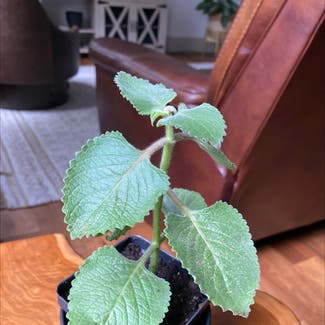 Mexican Mint plant in Nashville, Tennessee