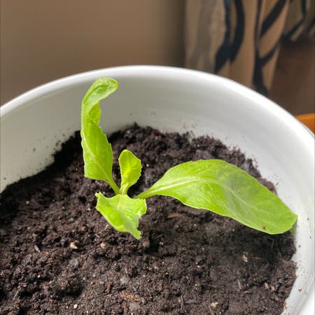 Longevity spinach