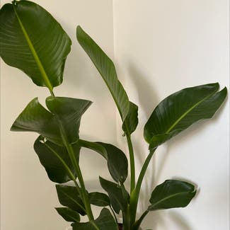 Blushing Philodendron plant in Nashville, Tennessee