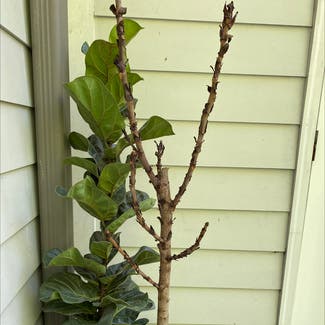Fiddle Leaf Fig plant in Nashville, Tennessee