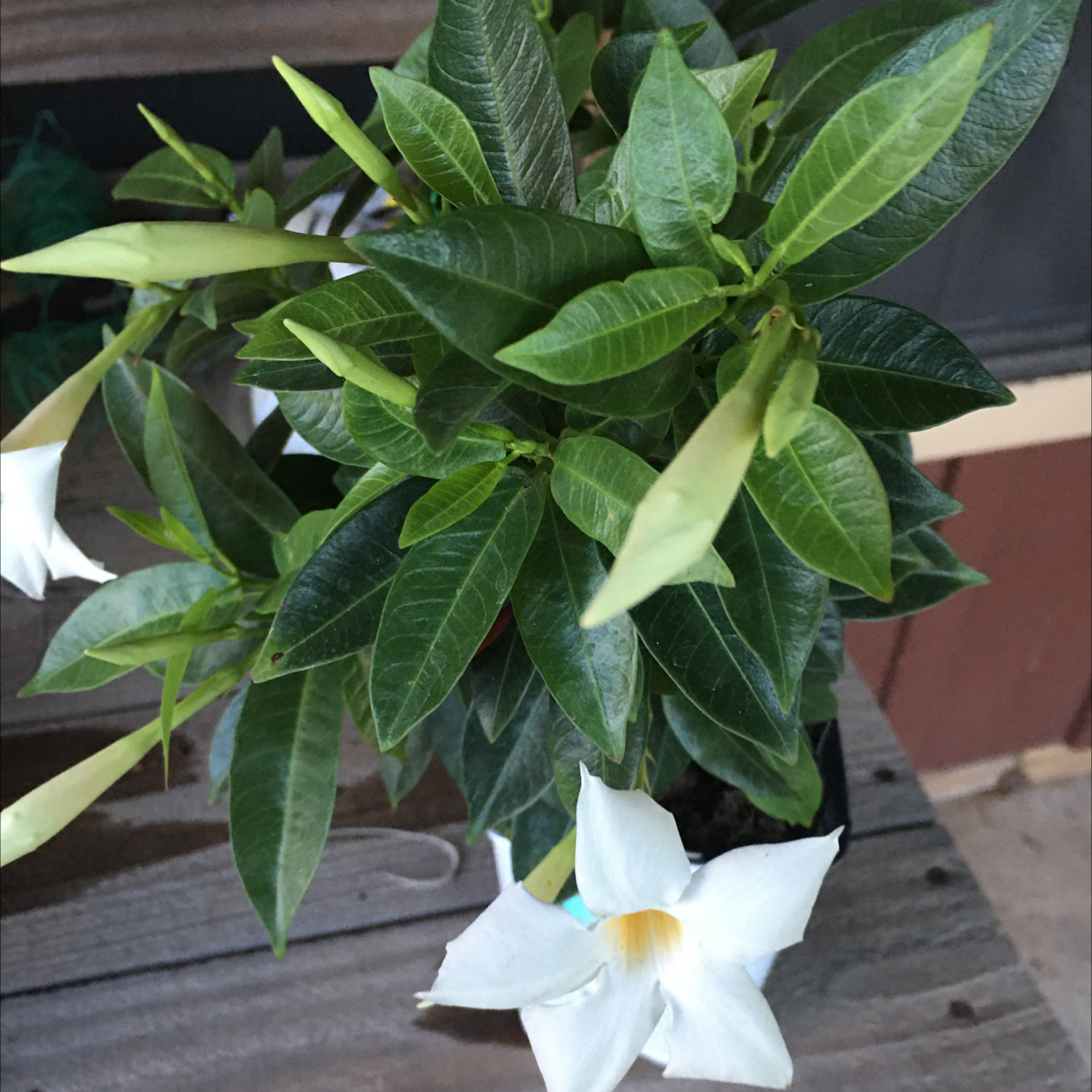 Brazilian Jasmine plant with healthy green leaves and white flowers.