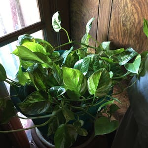 Jade Pothos plant photo by Gamma4-3 named Ellie Mae on Greg, the plant care app.
