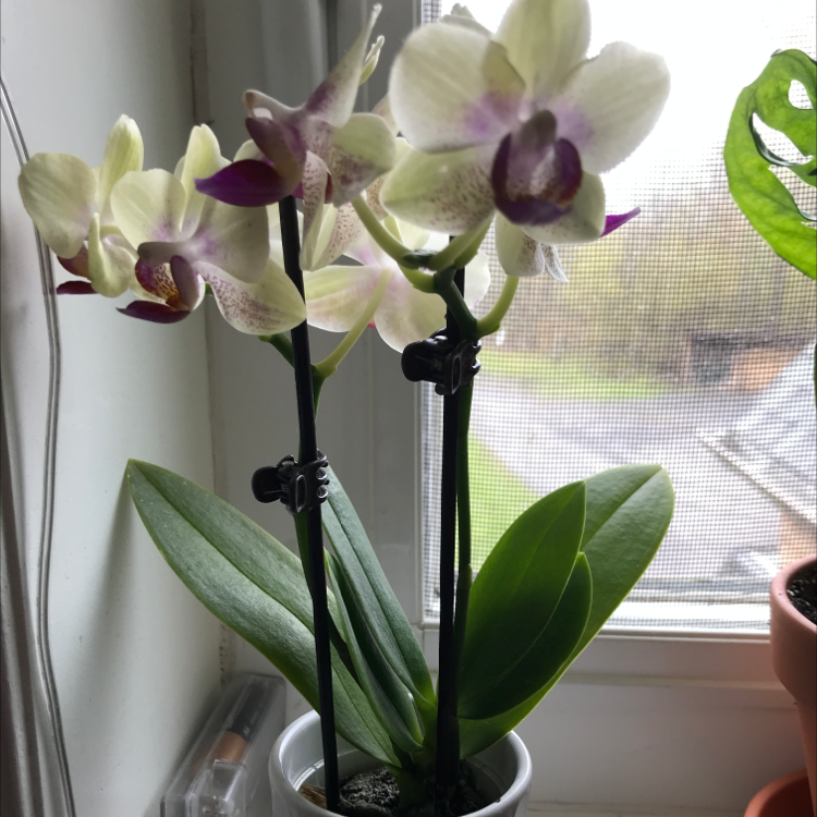 Mini Phalaenopsis Orchid with multiple flowers, healthy leaves, and visible soil.