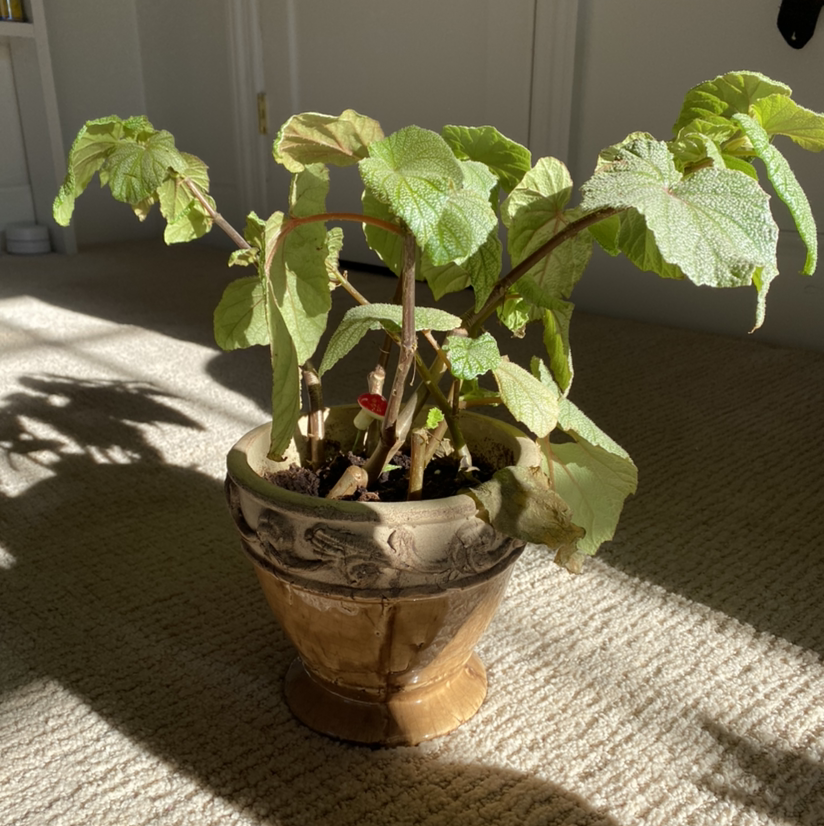Hardy Begonia plant photo by @sophiedaavis named hyacinth on Greg, the plant care app.