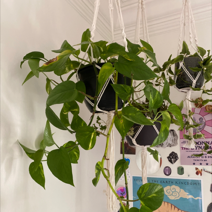 Taro Vine plant photo by @sophiedaavis named crescent on Greg, the plant care app.