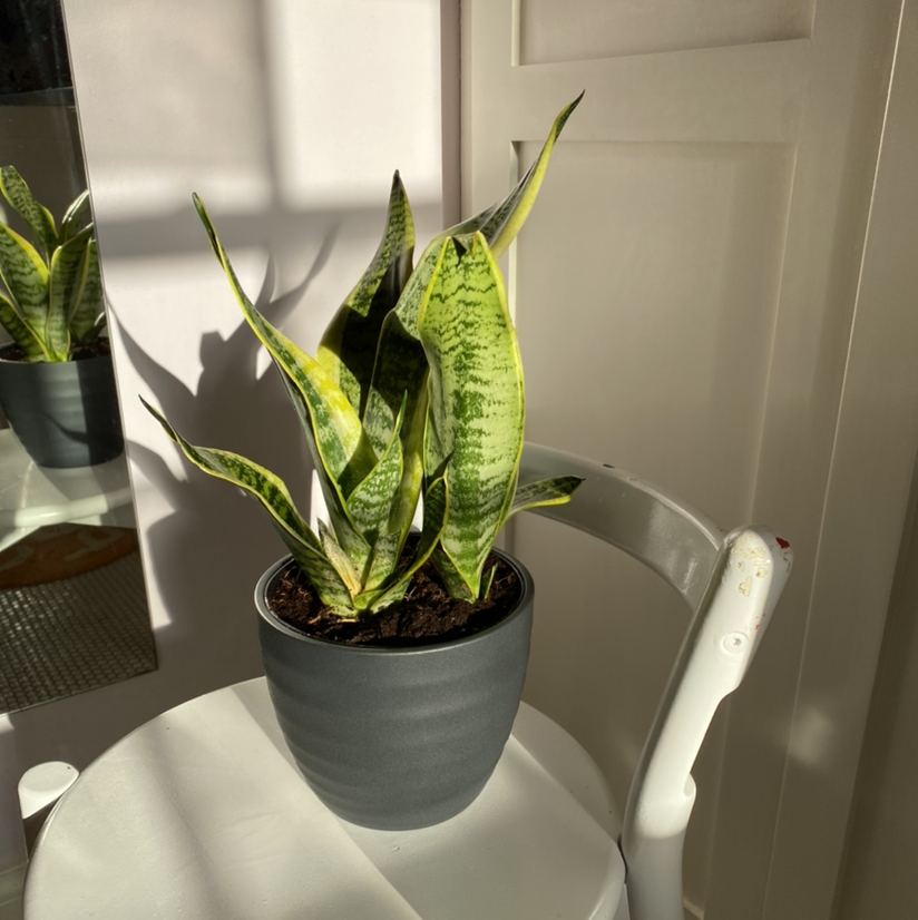 Snake Plant plant photo by @sophiedaavis named leo on Greg, the plant care app.