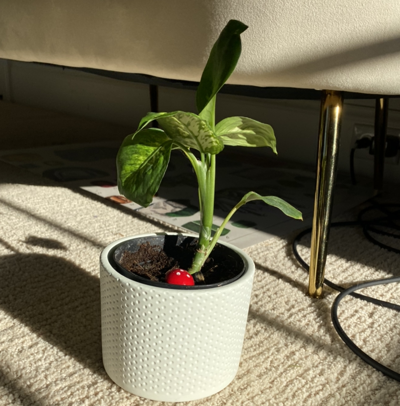 Dieffenbachia plant photo by @sophiedaavis named earl on Greg, the plant care app.