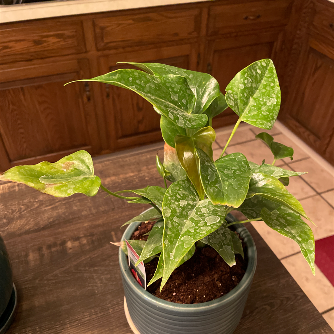 Potted Anthurium Fingers plant with green leaves and white speckles, slight yellowing visible.