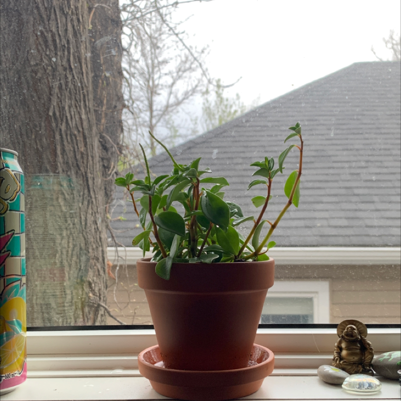 Potted Peperomia 'Amigo Marcello' on a windowsill, healthy with visible soil.