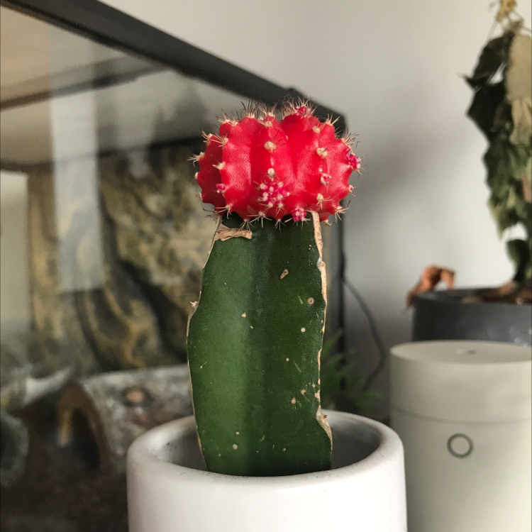 Photo of the plant species Moon Cactus by @poopyplants named Tom on Greg, the plant care app