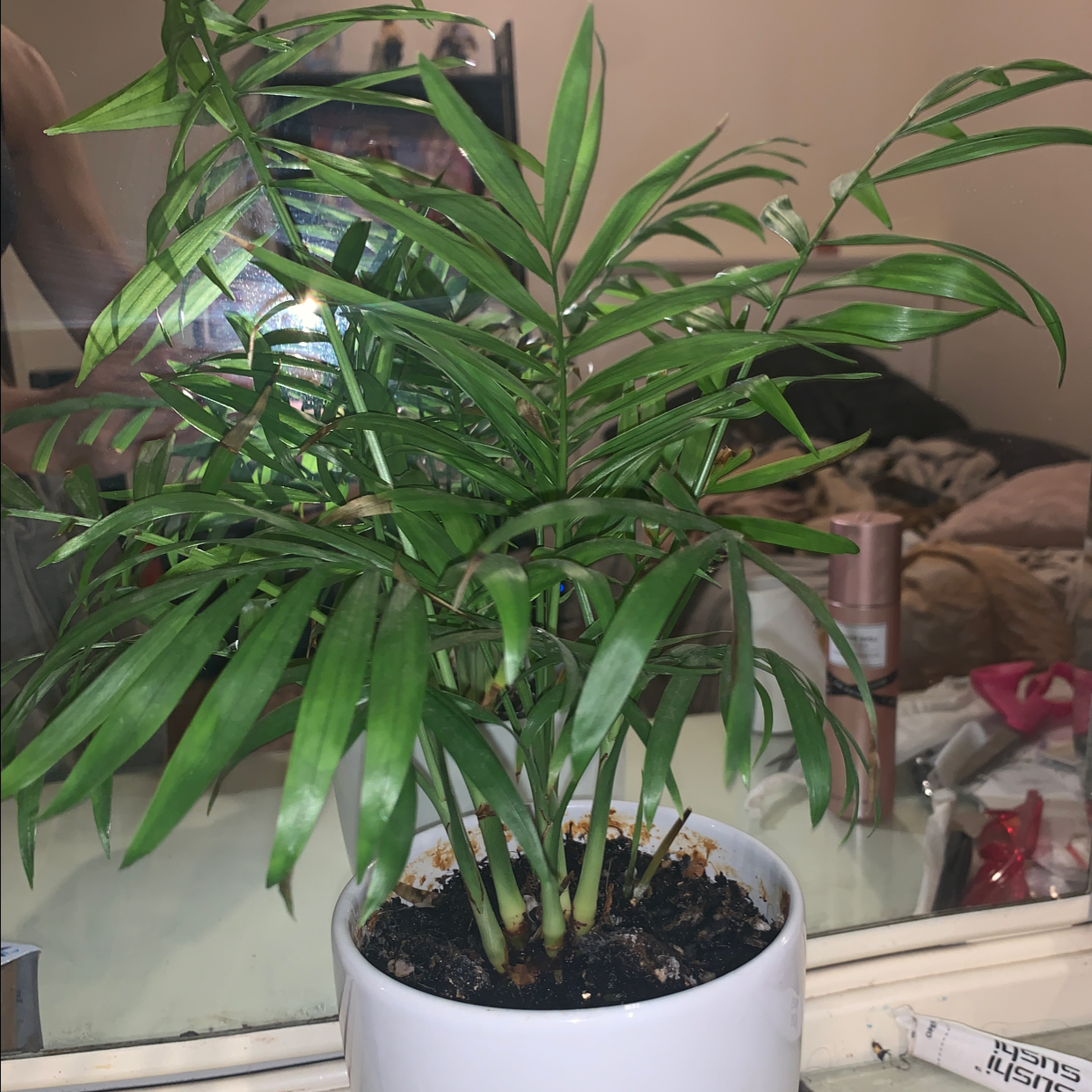 Parlour Palm plant photo by @Lombo03 named Soffie on Greg, the plant care app.
