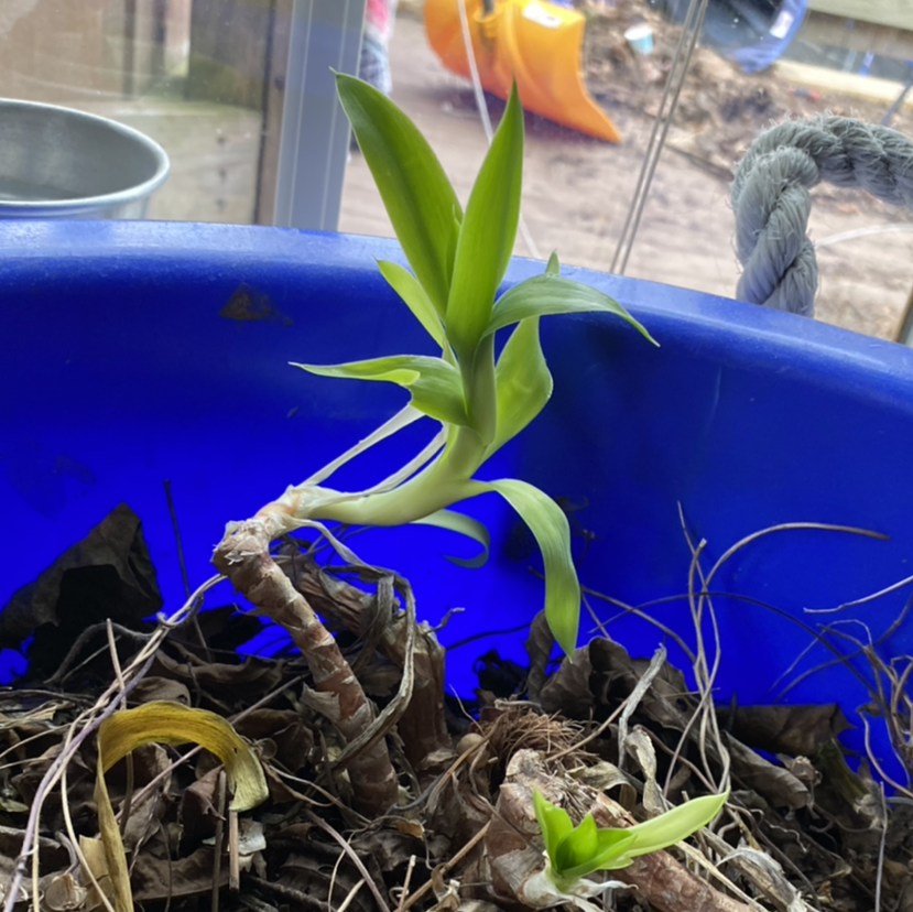 Aloe Yucca plant photo by @myawejko named gregory on Greg, the plant care app.