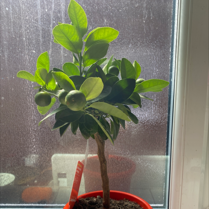 Photo of the plant species Calamondin by @DanielDawson named Megan on Greg, the plant care app