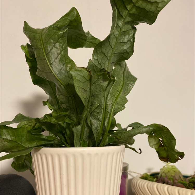 Healthy, vibrant garden lettuce plant with crinkled green leaves growing in a white ceramic pot on a gray surface.