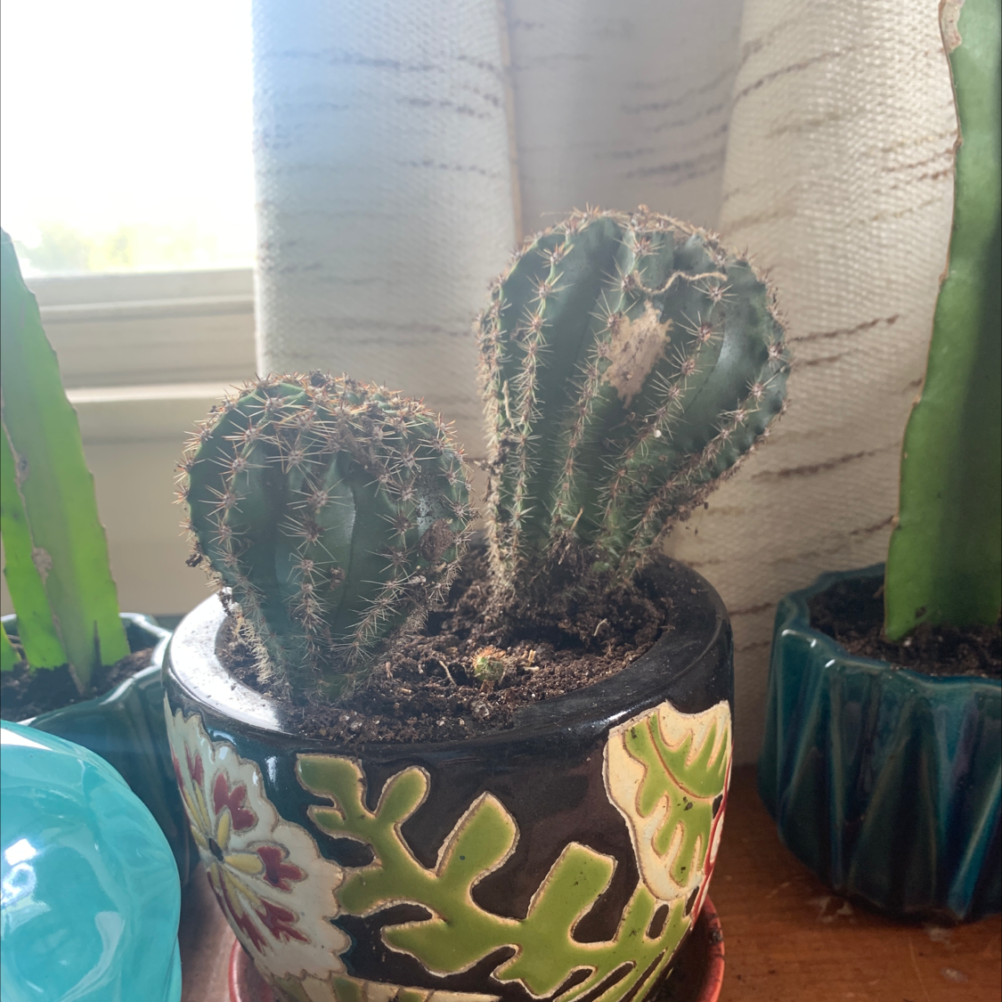 Potted Easter Lily Cactus with visible soil, healthy appearance, and no visible flowers.