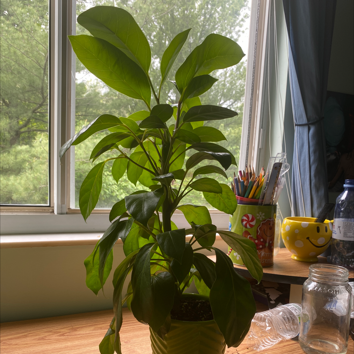 Healthy Alpine Schefflera plant near a window with vibrant green leaves.