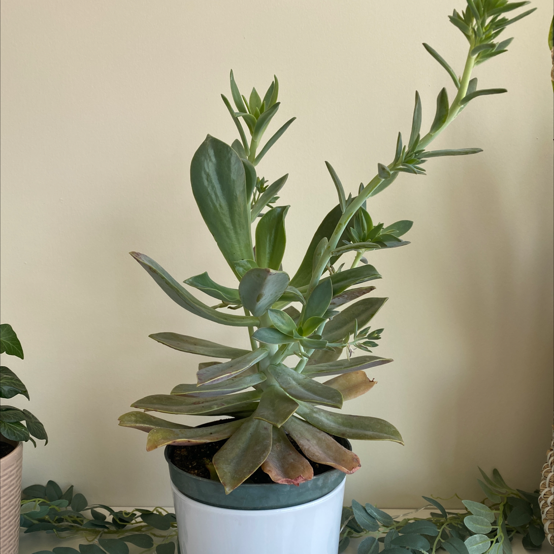 Potted succulent plant with elongated green leaves and slight browning at the tips.