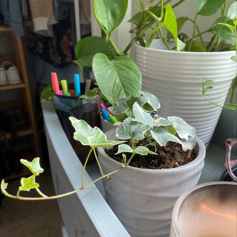 Variegated ivy plant in a white pot on a shelf, with healthy green and white leaves.