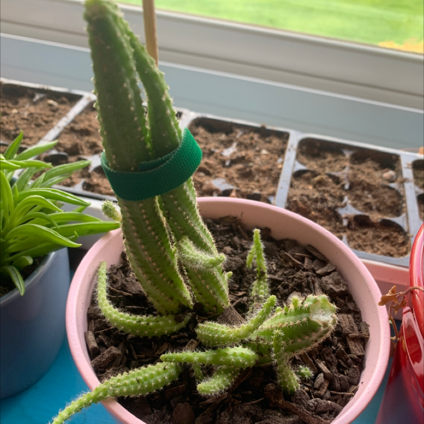 Peanut Cactus in a pot with visible soil, well-framed and in focus.