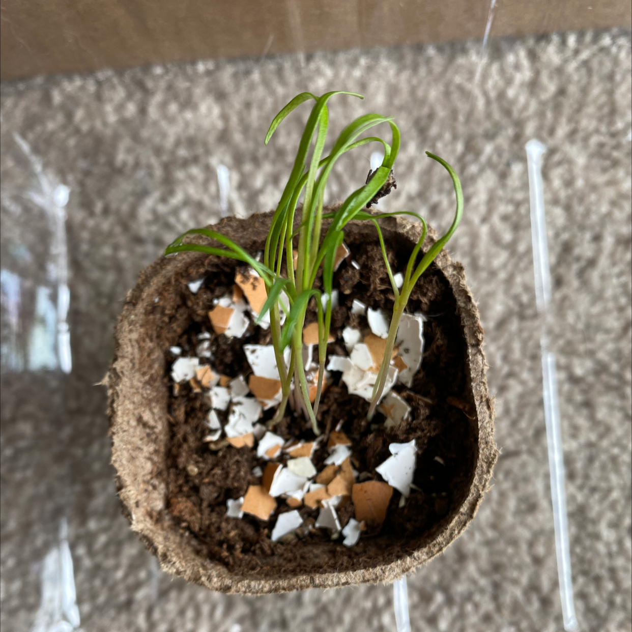 Young Common Fennel plant in a small pot with soil and eggshell fragments.
