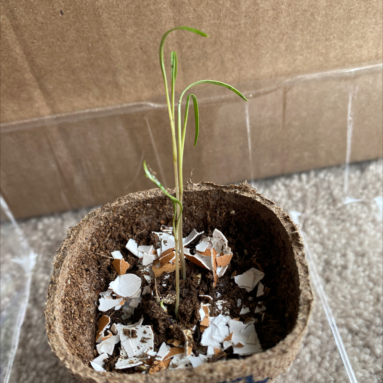 Young Common Fennel plant in a small pot with soil and egg shell fragments.