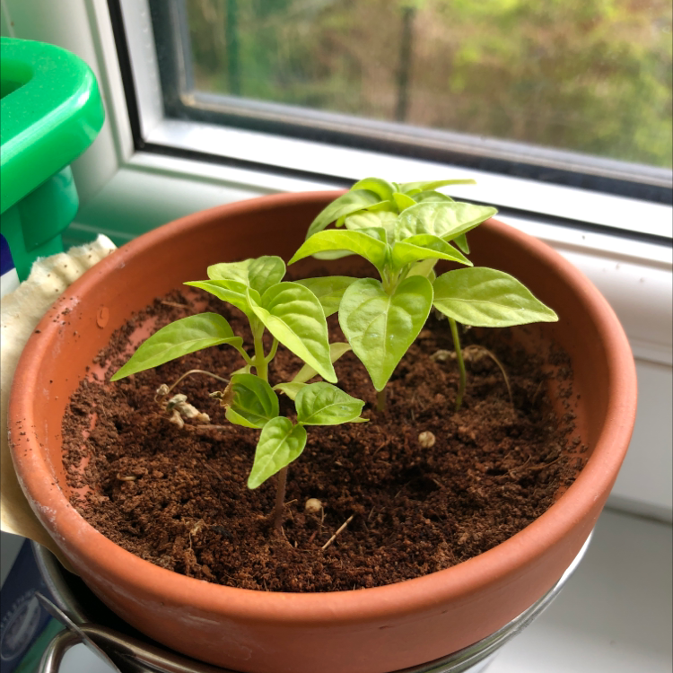 Young Jalapeño Pepper plant in a terracotta pot on a windowsill, with healthy green leaves.