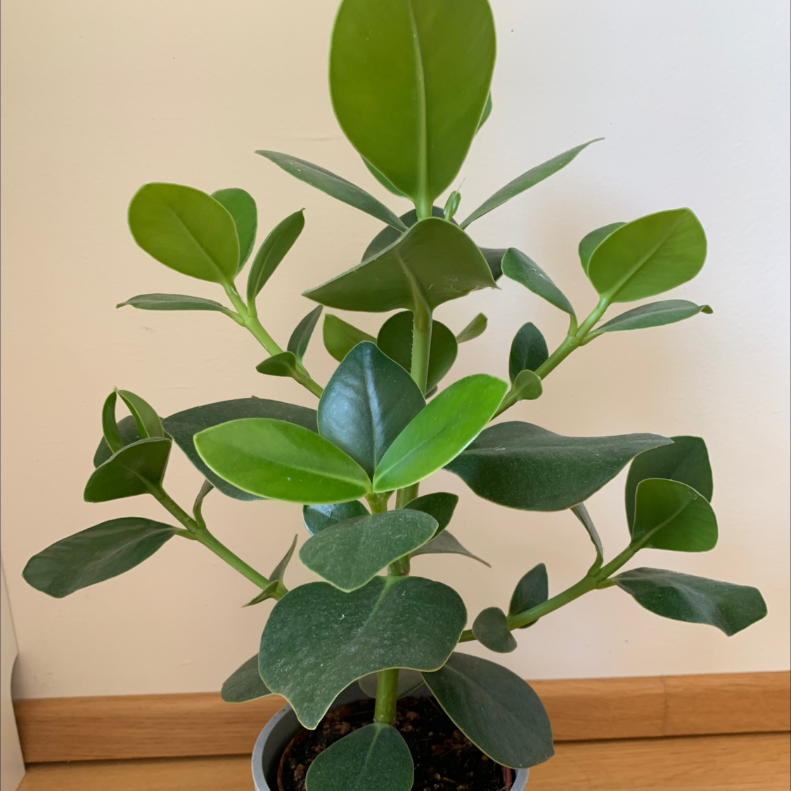 Healthy Autograph Tree with vibrant green leaves in a pot.