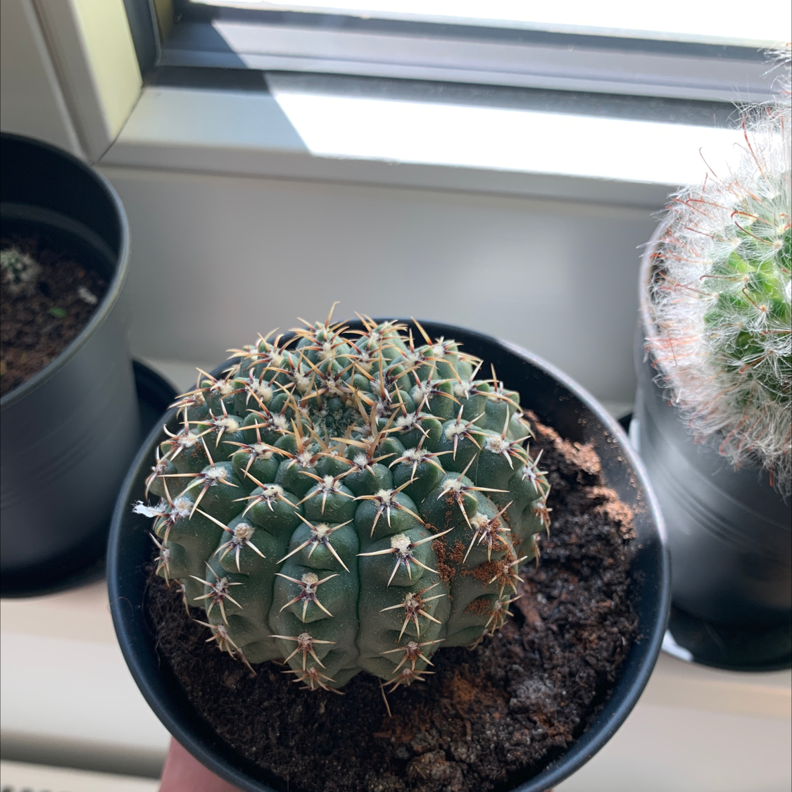 Devil's Pincushion cactus in a small pot with visible soil, well-framed and in focus.