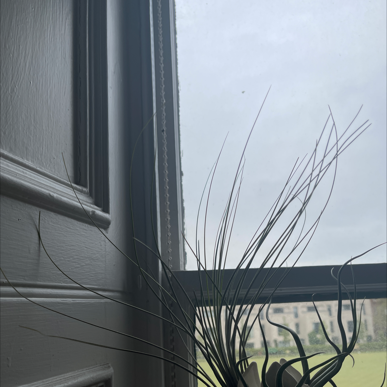 Photo of the plant species Tillandsia Juncea by @textbookplantgay named Philomela on Greg, the plant care app