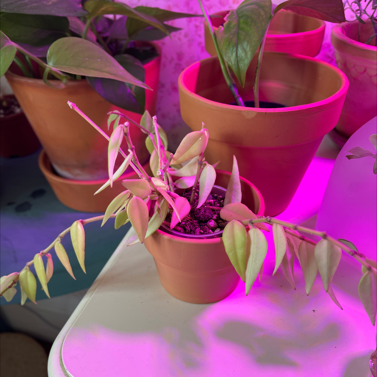Hoya Carnosa Tricolor plant in a terracotta pot with variegated leaves under artificial lighting.