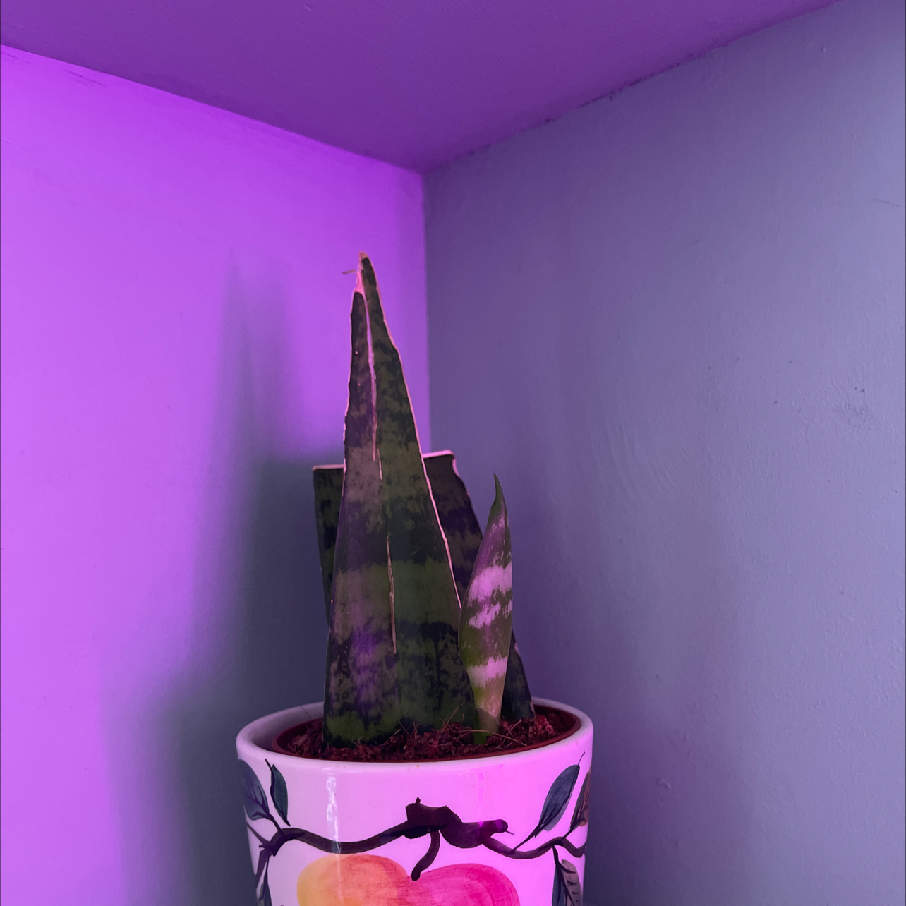 Zeylanica Snake Plant in a decorative pot under purple lighting with some leaf discoloration.