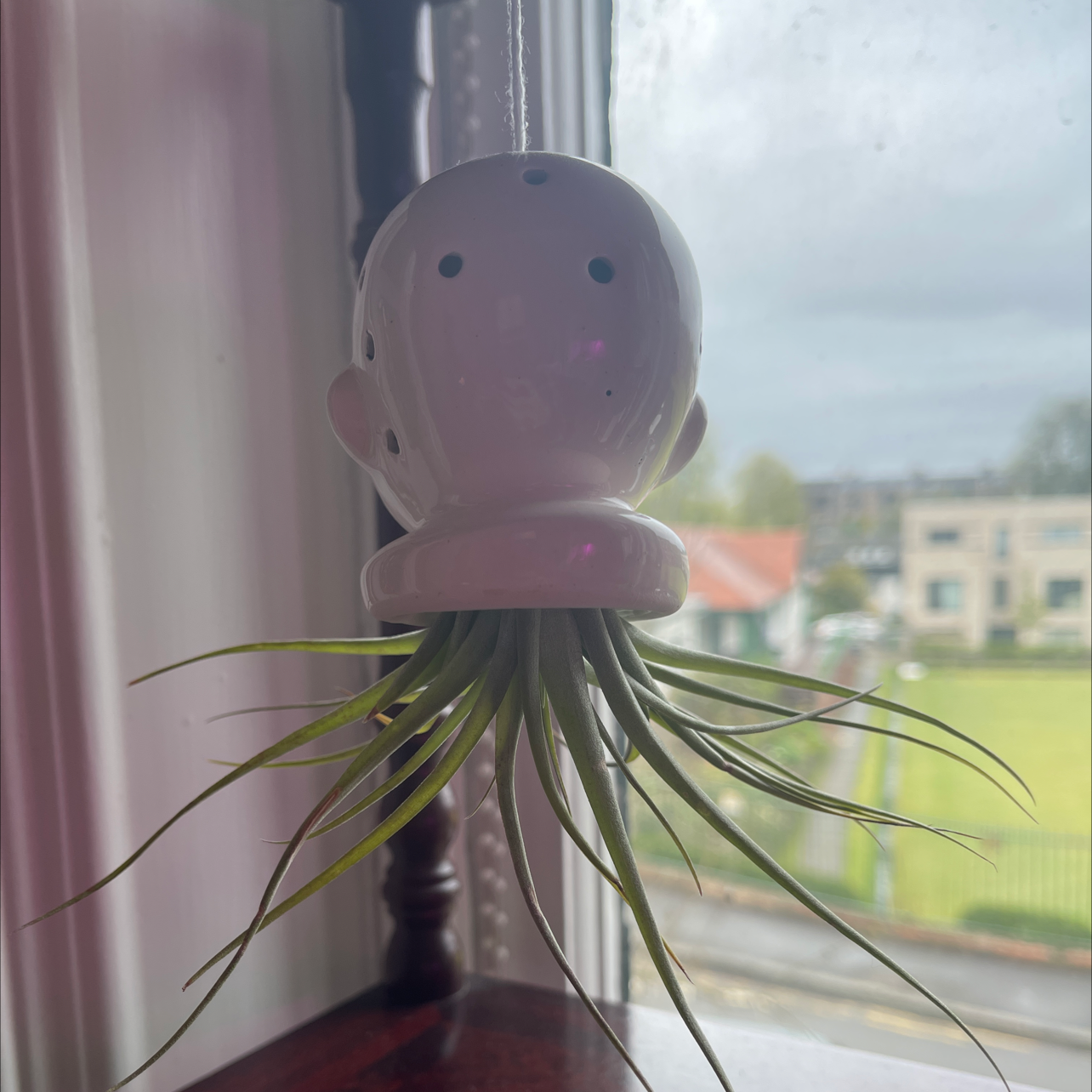 Tillandsia Erubescens plant in a hanging ceramic holder with green leaves.